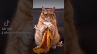 Якби б мені такого котика.  Ми б удвічі більше нав'язали. #cat #catlover #cute