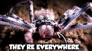 Australia's LARGEST Spiders Have a Terrifying Secret | Weird Planet