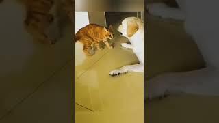 Funny animals  #shors #cutestanimals #shortsvideoyoutube  #littlefannyanimals #cutest #funny