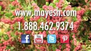 Get Fresh With Mayesh Wholesale Florist