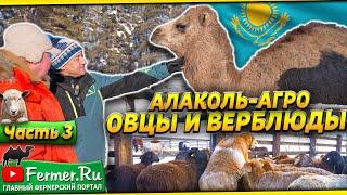 Выявляем овец в охоте для допокрытия. Эдильбай|аккарабас|дорпер. Верблюды на дойке. Бауржан Оспанов