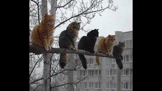  У котов всё под контролем!  Видео смешных котов, котят и собак! 