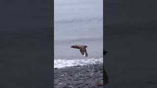 Fastest Bird in Antarctica 