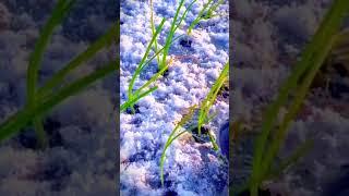 the unique process of planting spring onions in a snowy garden #shorts