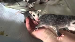 Baby opossums in their incubator