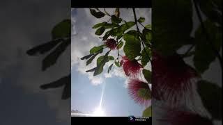 #terrace garden with anita #youtubeshort #filmorago #plant #trees #sky#leaf 