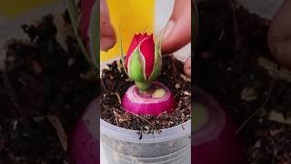 How To Grow Rose #Shorts #youtubeshorts #viralshorts #Viral #Mita'sgardeningtrick
