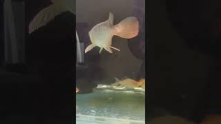 SUPER HIGHBACK GOLDEN AROWANA | MONSTER FISH | #arowana #goldenarowana #monsterfish #shorts #viral