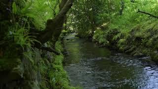 Calm Forest Sounds | Nature Sounds Of Scotland