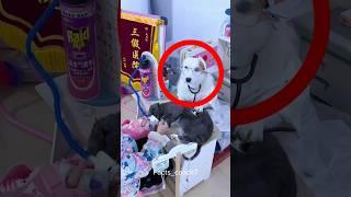 This Dog Helps Her Become a Doctor 🩺