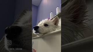 Самоед Фани на СПА-комплексе #dog #grooming #shorts #собаки #груминг #шортс #самоед #samoyed