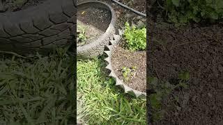 my plants  #succulent #garden #gardenplants #succulent #success #shortvideo #vegetables