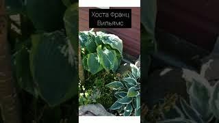 хоста Франц вильямс