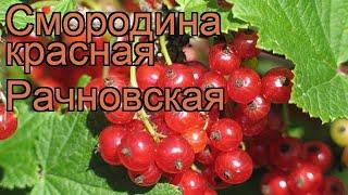 Смородина красная Рачновская (ribes rubrum)  обзор: как сажать, саженцы смородины Рачновская