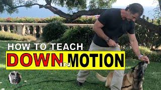 Teach Your Dog DOWN in Motion - The MOTION DOWN Exercise - Dog Training Video