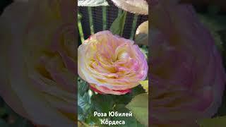 Роза Юбилей Кордеса/rose Kordes' Jubilee/ Кордес Джубили #розарий #розы #сад #roses #цветы