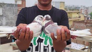 The full interview of your chhat is coming from the team of Dr Pigeon Care, please watch it, than...