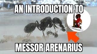 Messor Arenarius The Middle Eastern Harvester Ant