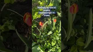 #приветизэстонии #дача #огород #обзордачи #обзорсемян #сад #садоводничество #цветы