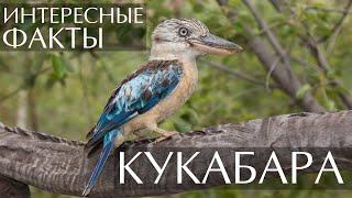 Кукабара - интересные факты (звуки, видео, фото)