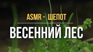 ASMR male whisper before bed – Spring Forest (Russian speech) #102