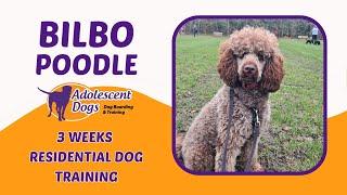 Bilbo the Poodle | 3 Weeks Residential Dog Trainer