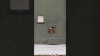 Curious Yorkie wants to see what the world has to offer | #shorts