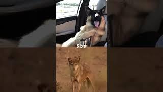 German Shepherd vs Indian Wolf #shorts
