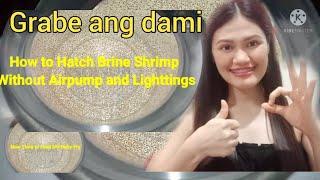 How to Hatch Brine Shrimp Eggs or Artemia Eggs Without Air Pump and Lightings, Quick and Easy