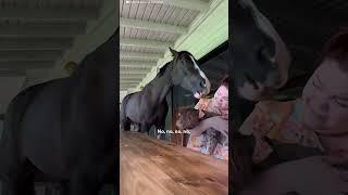 Womans Checks Into Airbnb And Gets Greeted By A Horse | The Dodo