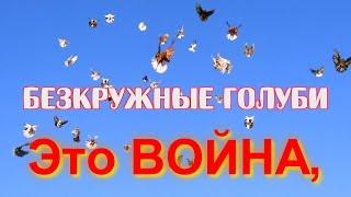 Это война, безкружные голуби