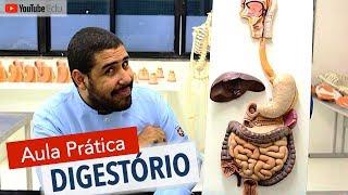 Sistema Digestório 5/5: Aula prática com Wedson Vilanova | Anatomia etc