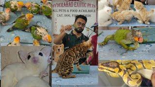 hyderabad exotic pets shop in Hyderabad saidabad | python  | reptiles | Bangal  | exotic bird's