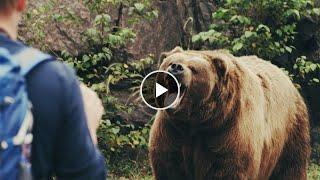 Пострадавший снял нападение медведя на камеру #не