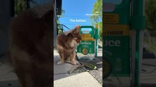 ⁠You won’t believe the glow-up  (Before vs After) - @justspruceit 