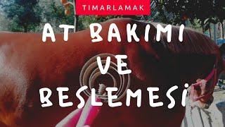 At bakımı | At tımarlamak | At beslemek #atlar #atbakımı