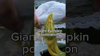 Hopefully this will weigh 100 lbs in 3 weeks  #asmr #gardening #plants #vegetables #pumpkin #garden