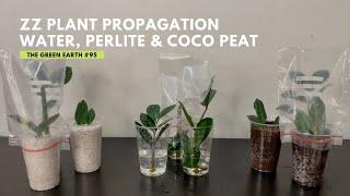 #95 3 Easy Ways to Propagate ZZ PLANT from Cuttings | Zamioculcas Zamiifolias Propagation