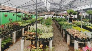 Best nursery garden tour |Srilanka Mahabage plant shop | indoor & outdoor plants flowers