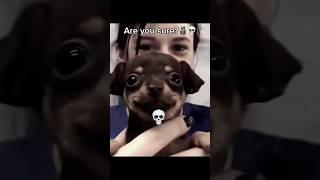 I’m the best animal | #memes | #funny | #enjoy | #phonk | #fyp | #animals | thanks for 200🫡