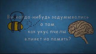 Укус пчелы улучшает память? Эксперимент подписчика.