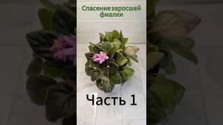 Спасение заросшей фиалки! Полная пересадка с нуля #пересадка  #цветыдлядома #фиалка #сенполия