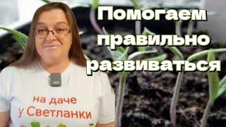 Томаты взошли. Предупреждаем вытягивание. Пикировка в ранние сроки