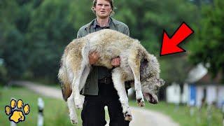 The Man Carried the Wolf to the Vet for Several Hours  No One Expected Such a Turnaround!