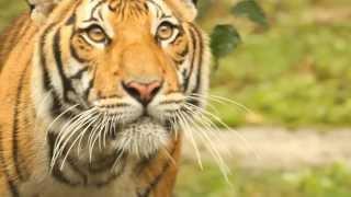 Tiger Conservation Campaign Video