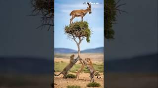  Two Leopards vs. One Ibex: The Ultimate Tree Battle! 두 마리의 표범과 한 마리의 아이벡스: #shorts #leopard