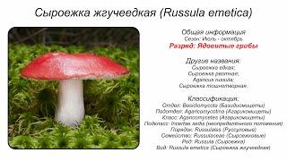 Сыроежка жгучеедкая (Russula emetica)