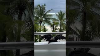 Crow stole my food !! #shorts #youtubeshorts #short #ytshorts #youtube #youtuber #birds #maldives