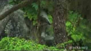 Alaska.org - Wrangell Alaska: Waiting To Be Discovered ...