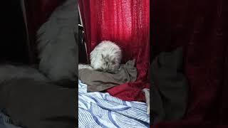 lusya has nothing to do #cat #kitten #pets #foryou #funny #catlaughs#cats #kitty#catblogger#viral
